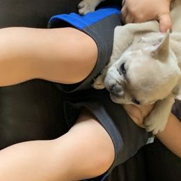 French Bulldog Puppies from McKay’s frenchies & fluffies