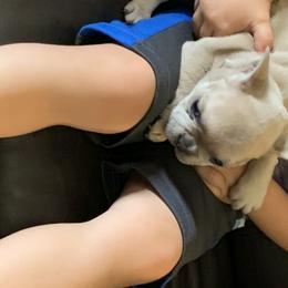 French Bulldog Puppies from McKay’s frenchies & fluffies