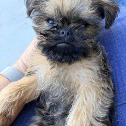 Carmel - Belge male Brussels Griffon puppy in Yucaipa, California from Griffs & Giggles Ranch - The Cortez Family
