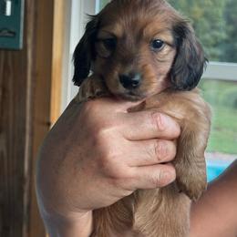 LHMD AKC Rory - Red female Dachshund puppy in Summit, South Carolina from Doxies4Paws