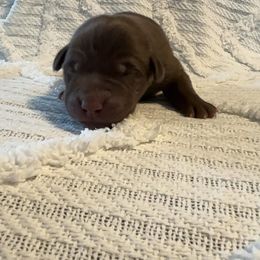 Hudson - Chocolate male Labrador Retriever puppy in Lucasville, Ohio from Backwoods Labradors