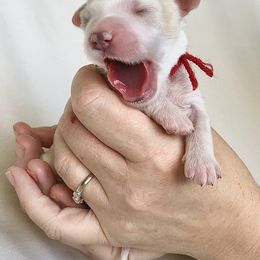 Goldendoodle Puppies from Phoenix AZ Doodles