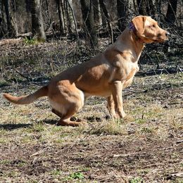 American Bully and Labrador Retriever All Grown Up from RBR Kennel-Ross Bullies & Retrievers