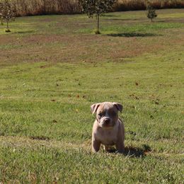 American Bully Puppies from Haymaker Bully Camp