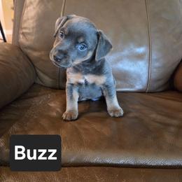 Buzz - Blue male American Hunt Terrier puppy in Cave City, Arkansas from Bayou Valley Shepherds and American Hunt Terriers