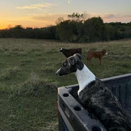 Whippet Puppies from Hertzog  Whippets