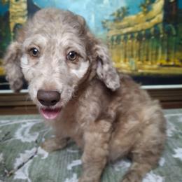 Winston - Brown merle male Aussiedoodle puppy in Grand Saline, Texas from Aussies Acre