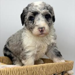 Dasher - Blue merle and white male Sheepadoodle puppy in Greeneville, Tennessee from Smokey Mountain Sheepadoodles