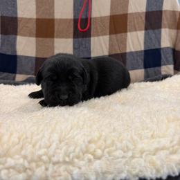 Red - Black female Labrador Retriever puppy in Middleton, New Hampshire from Tag Hollow