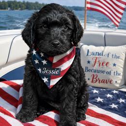Jessie - Black male Goldendoodle puppy in Aurora, Illinois from Chicago Goldendoodles