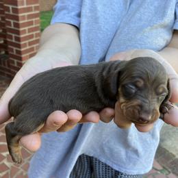Speedy - Chocolate and tan male Dachshund puppy in Mocksville, North Carolina from The Dachs of Hazzard Dachshunds