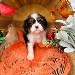 Ricotta - Black and white male Cavalier King Charles Spaniel puppy in Bellevue, Michigan from Phoenix Farm