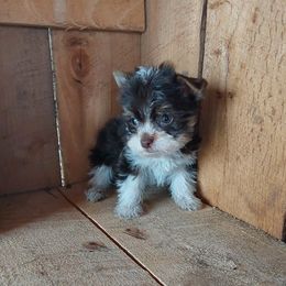 Boy 4 - Parti male Yorkshire Terrier puppy in Jamestown, Tennessee from Green Ridge