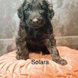 Solara - Chocolate female Goldendoodle puppy in Pasco, Washington from Camp Doodle Woods