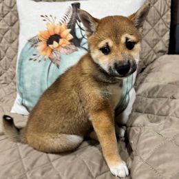 Daphne - Sesame female Shiba Inu puppy in Ewing Township, New Jersey from NJ Shiba Baby