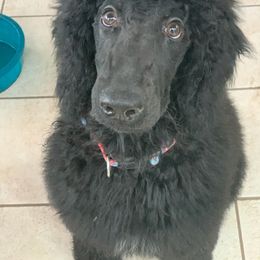 Goldendoodle, Golden Retriever, and Poodle Puppies from Miya's Designer Pups