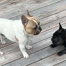 French Bulldogs from Frenchie Loves