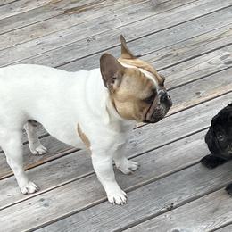 French Bulldogs from Frenchie Loves