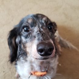 Sebastian - Dachshund