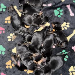 Girl 4 - Black and tan female Rottweiler puppy in Newfoundland, Pennsylvania from Poconopaws
