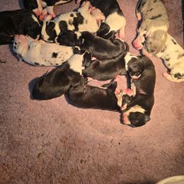 Mantle Male D - Mantle male Great Dane puppy in Golconda, Illinois from Breken Great Danes