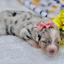 Coral collar - Blue merle female Aussiedoodle puppy in 32046, Florida from River Hill Ranch