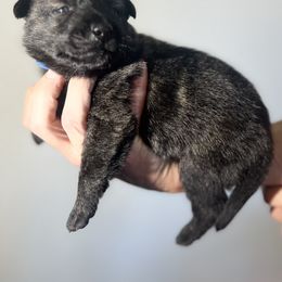 Dutch Shepherd Puppies from Monadnock Dutch Shepherds