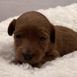 Joy - Red  female Goldendoodle puppy in Kansas City, Kansas from Bella & Ivy’s Mini Goldendoodles of KC