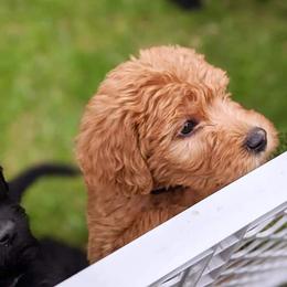 Labradoodle Puppies from Deuce's Doodles