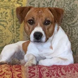 Marti - Jack Russell Terrier