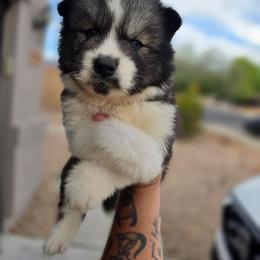 Puppy 1 - Agouti and white male Siberian Husky puppy in Buckeye, Arizona from Anime Huskies