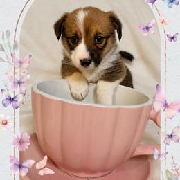 Eloise Bridgerton - Sable and white female American Corgi puppy in Lake Havasu City, Arizona from London Bridge Corgis