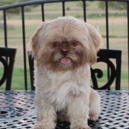 Charlie - Shih Tzu