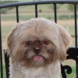 Charlie - Shih Tzu