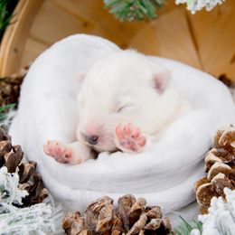 Jojo - White and biscuit female Samoyed puppy in West Jordan, Utah from Rocky Mountain Samoyeds