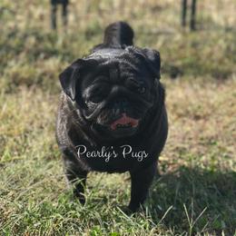 Opaline - Pug