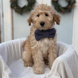 Goldendoodle puppies from Gracious Doodle Dogs