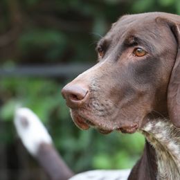 Robin - German Shorthaired Pointer