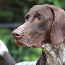 Robin - German Shorthaired Pointer