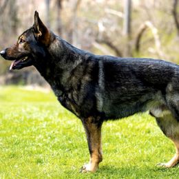 German Shepherds from Cave Canem German Shepherds