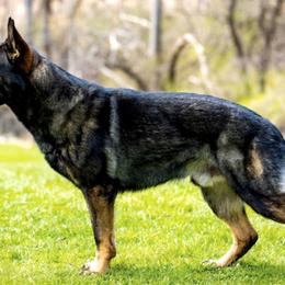 German Shepherds from Cave Canem German Shepherds