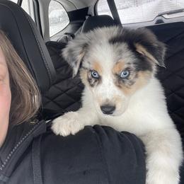 Australian Shepherd, Miniature American Shepherd, Miniature Australian Shepherd, and Toy Australian Shepherd Puppies from Painted Blue Aussies
