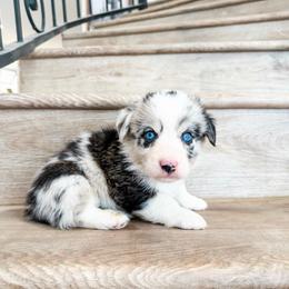 Churro - Brindle merle and white male American Corgi puppy in Phelan, California from Desert Sunset Corgis