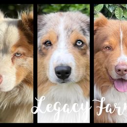 Australian Shepherd and French Bulldog All Grown Up from Legacy Farms