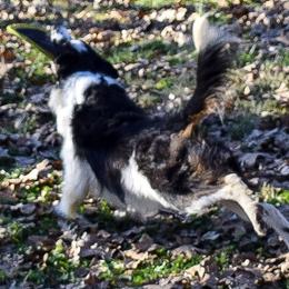Border Collies from Tega Border Collies