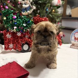 Wilma - Sable female Shih Tzu puppy in Boiling Springs, South Carolina from Sherry Whiteside's Shih Tzus