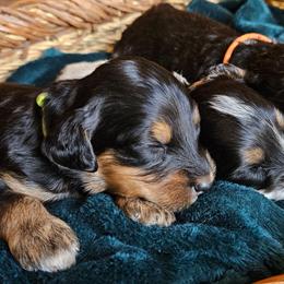 Lily - Tri-color female Bernedoodle puppy in Granton, Wisconsin from Rose River Farms
