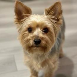 Isley - Yorkshire Terrier