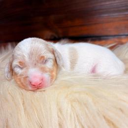Twyla - Dapple female Dachshund puppy in Washburn, Tennessee from Clinch Mountain Dachshunds