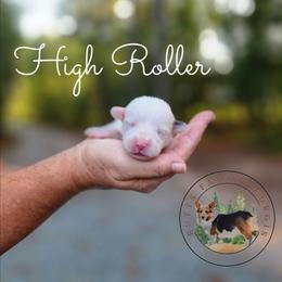 High Roller - Gray and white male American Corgi puppy in Cameron, North Carolina from Butts Family Corgis
